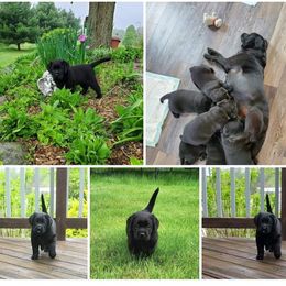Labrador Retriever Puppies from Freedom Labradors
