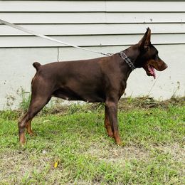 Ember - Doberman Pinscher