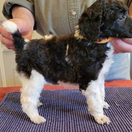 Poodle Puppies from Chapel Hill Poodles