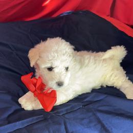 Baby - Red collar - White female Bichon Frise puppy in 63101 (St. Louis Metro Area), Missouri from BichonSTL