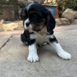 Violet - Tri-color female Cavalier King Charles Spaniel puppy in California from Tinkerpups