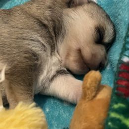 Pomsky Puppies from Zoeys Little Pomsky
