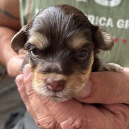 Amy - Chocolate female Havanese puppy in Weston, Wisconsin from Tzedek Farm