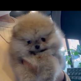 Coco - Orange female Pomeranian puppy in Visalia, California from Exotic_fresita_poms