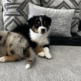 Australian Shepherd Puppies from Hub City Aussies
