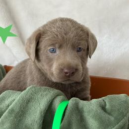 Silver green collar - Silver male Dilute Retriever puppy in Teton County, Montana from East Front Labradors & Treasure State Schnauzers