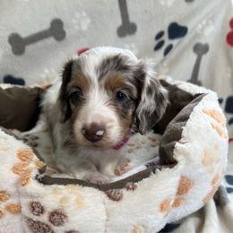 Pink - Dapple female Dachshund puppy in Cumby, Texas from Dog Daze Ranch