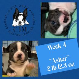 Asher - Blue male Boston Terrier puppy in Jupiter, Florida from CJM Boston and Boxer Puppies