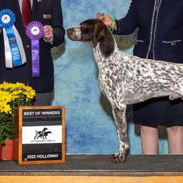 German Shorthaired Pointers from Minado GSPs