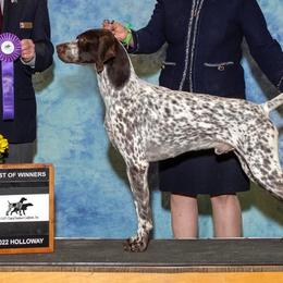 German Shorthaired Pointers from Minado GSPs