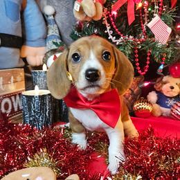 Oscar - Red male Dachshund puppy in Pocasset, Massachusetts from Dachs of the Bay