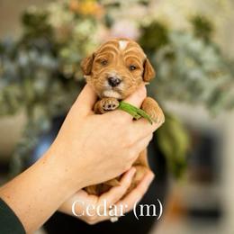Cedar - Apricot male Goldendoodle puppy in Acton, Maine from Silver Pines Pups