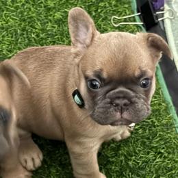 El Jefe - Fawn and white male French Bulldog puppy in Spring, Texas from Amanda's French Bulldogs