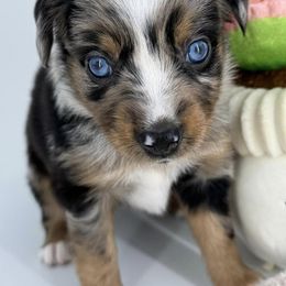 Miniature Australian Shepherd and Toy Australian Shepherd Puppies from Ollie's Aussies