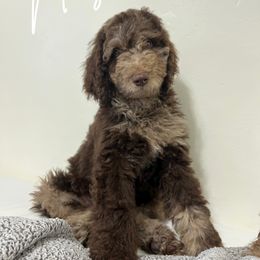 Nash - Merle Goldendoodle puppy in Miami, Florida from Kalidoodlee