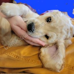 Cockapoo Puppies from Cano Cockapoos