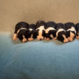 Heart-red - Black and white female Border Collie puppy in St. Cloud, Florida from Marcy's Border Collies