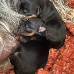 Yorkshire Terrier Puppies from VA Exclusive Yorkies