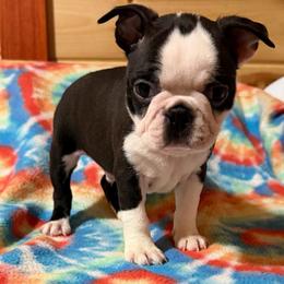 Male 1 - Black and white male Boston Terrier puppy in West Liberty, Kentucky from 3B Kennels-Beth’s Best Boston’s