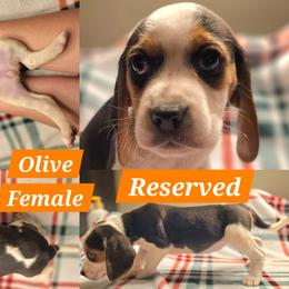 Olive-Orange-Female - Blue tan and white female Beagle puppy in Bemidji, Minnesota from Nse Farms Beagles