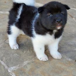 Akita Puppies from Folklore Akitas
