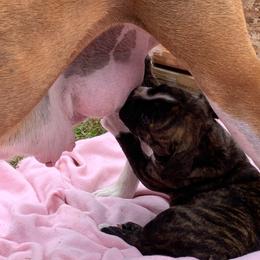 FOURTH LITTER PICK - Brindle male Boxer puppy in Madras, Oregon from BnT Boxers