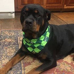 Rottweiler All Grown Up from Hahn Rottweiler