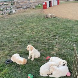 Labrador Retriever Puppies from SR Labrador Retrievers