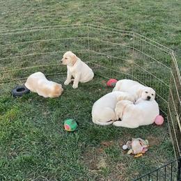 Labrador Retriever Puppies from SR Labrador Retrievers