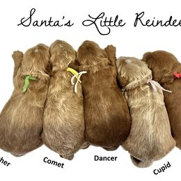 Australian Labradoodle puppies from Loveland Labradoodles