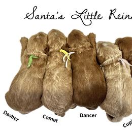 Australian Labradoodle puppies from Loveland Labradoodles