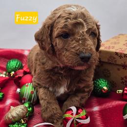 Fuzzy - Apricot male Goldendoodle puppy in Neillsville, Wisconsin from Granton Creek