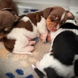 Dachshund Puppies from Drift & Dash Dachshunds