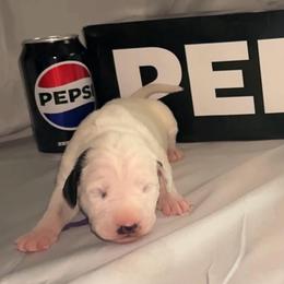 Pepsi - White and black female Dalmatian puppy in Des Moines, Iowa from Spot Splattered Dalmatians