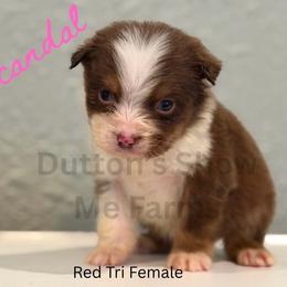 Scandal - Red tri female Miniature Australian Shepherd puppy in Oronogo, Missouri from Dutton's Show Me Farms