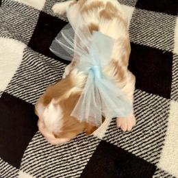 Cavalier King Charles Spaniel Puppies from Strawberry Hill Cavaliers
