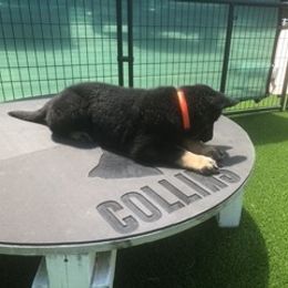 German Shepherd Puppies from Christian Collins