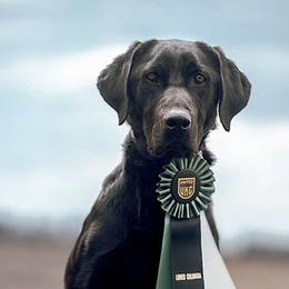 Labrador Retriever puppies from Learn's Labs