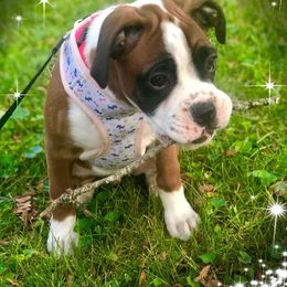 Boxer Puppies from Molly Mo Boxers