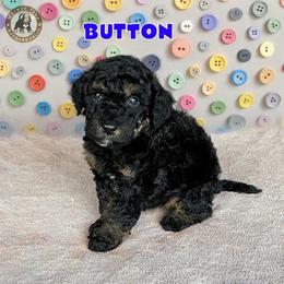 Button - Phantom male Bernedoodle puppy in Banner Elk, North Carolina from Walnut Tree Bernedoodles