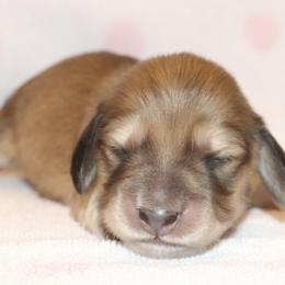 Girl 1 - female Dachshund puppy in Raleigh, North Carolina from McLovin Doxies