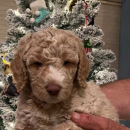 Girl 1 - Cream Poodle puppy in Sherman, Texas from Ruth’s Poodles
