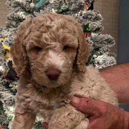 Girl 1 - Cream Poodle puppy in Sherman, Texas from Ruth’s Poodles