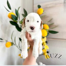 BUZZ - Caramel ice male Australian Labradoodle puppy in Palmdale, California from Heavenly Doodles