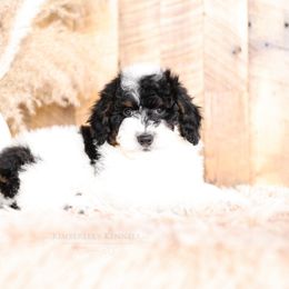 Bernedoodle and Goldendoodle Puppies from Kimberlee’s Kennels
