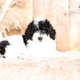 Bernedoodle and Goldendoodle Puppies from Kimberlee’s Kennels
