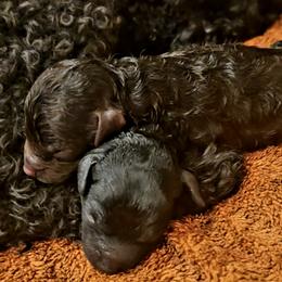 Poodle puppies from Ms. Julia's Poodle Manor