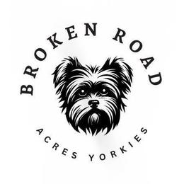 Yorkshire Terrier puppies from Broken Road Acres Yorkies