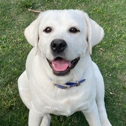 Ella - Labrador Retriever