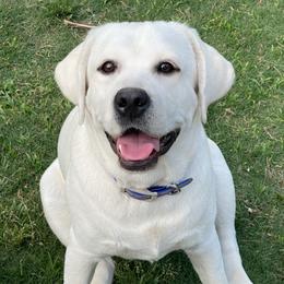 Ella - Labrador Retriever